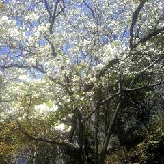 椿山公園の桜