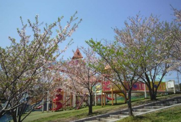 新庄総合公園桜
