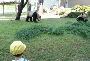 アドベンチャーワールドパンダ