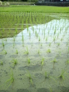 田植えも終わりました～2