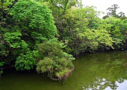 浮島の森