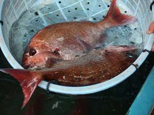 獲れたばかりの鯛！