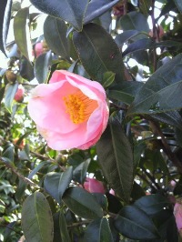 裏山では椿の花が見ごろですよ2