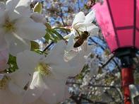 桜の花