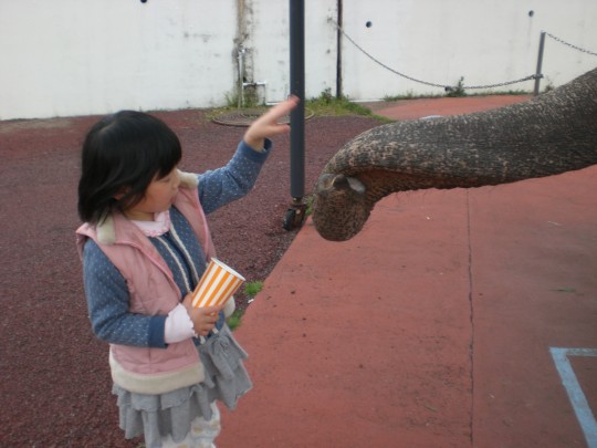 ゾウの餌やり